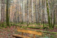 2X4A2536_900px_LobeyAdventure
