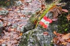 2X4A2569_900px_LobeyAdventure